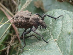 Brachycerus