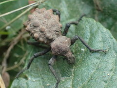Brachycerus