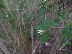 Lantana grisebachii