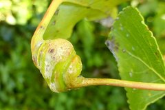 Pemphigus spyrothecae