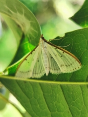 Palpita nigropunctalis