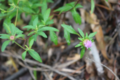 Centratherum riparium