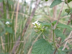 Lantana grisebachii