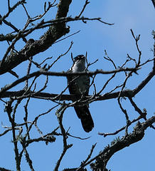 Chrysococcyx caprius