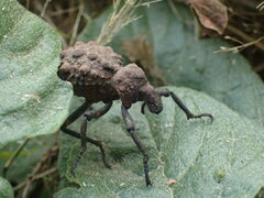 Brachycerus