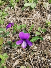 Viola philippica
