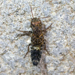 Ontholestes haroldi