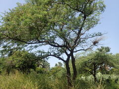 Senegalia senegal