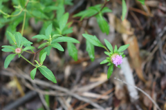 Centratherum riparium