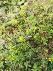 Rorippa cantoniensis