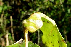 Pemphigus spyrothecae