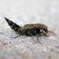 Ontholestes haroldi
