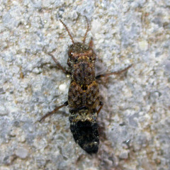 Ontholestes haroldi