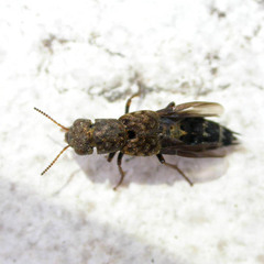 Ontholestes haroldi