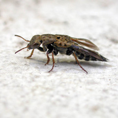 Ontholestes haroldi