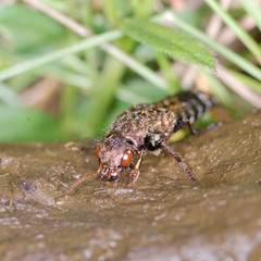 Ontholestes haroldi