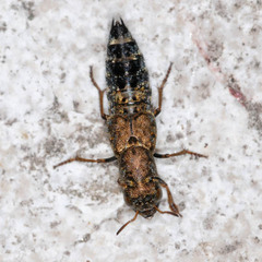 Ontholestes haroldi