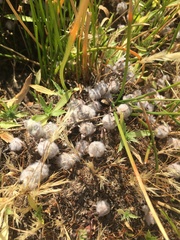 Psilocarphus brevissimus