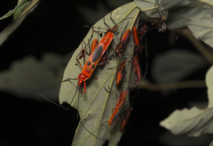 Macrocheraia grandis