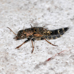 Ontholestes haroldi