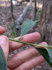 Juliflorae