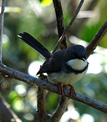 Apalis thoracica claudei