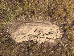 Psilocarphus brevissimus