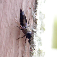 Philonthus carbonarius