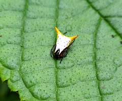 Micrathena bicolor