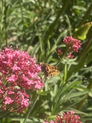 Hylephila fasciolata