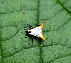Micrathena bicolor
