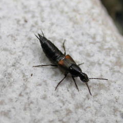 Philonthus coprophilus