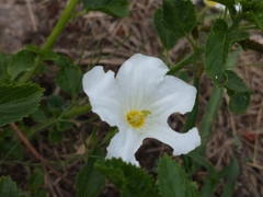 Nierembergia rigida