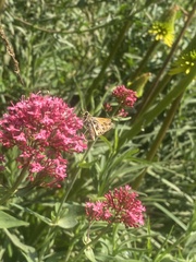 Hylephila fasciolata