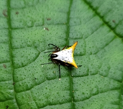 Micrathena bicolor
