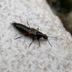 Philonthus coprophilus
