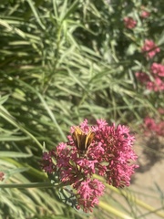 Hylephila fasciolata