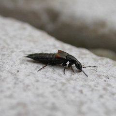 Philonthus coprophilus