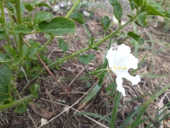 Nierembergia rigida