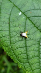 Micrathena bicolor