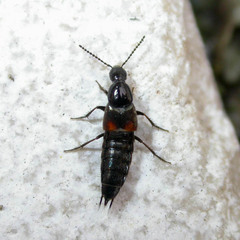 Philonthus coprophilus