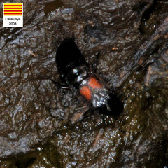 Philonthus cruentatus