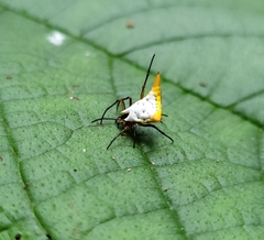 Micrathena bicolor