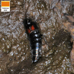 Philonthus cruentatus