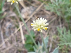 Pfaffia gnaphalioides