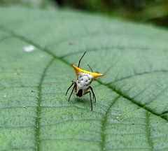 Micrathena bicolor