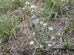 Pfaffia gnaphalioides