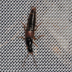 Philonthus quisquiliarius