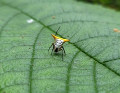 Micrathena bicolor