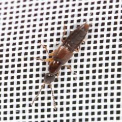 Philonthus quisquiliarius